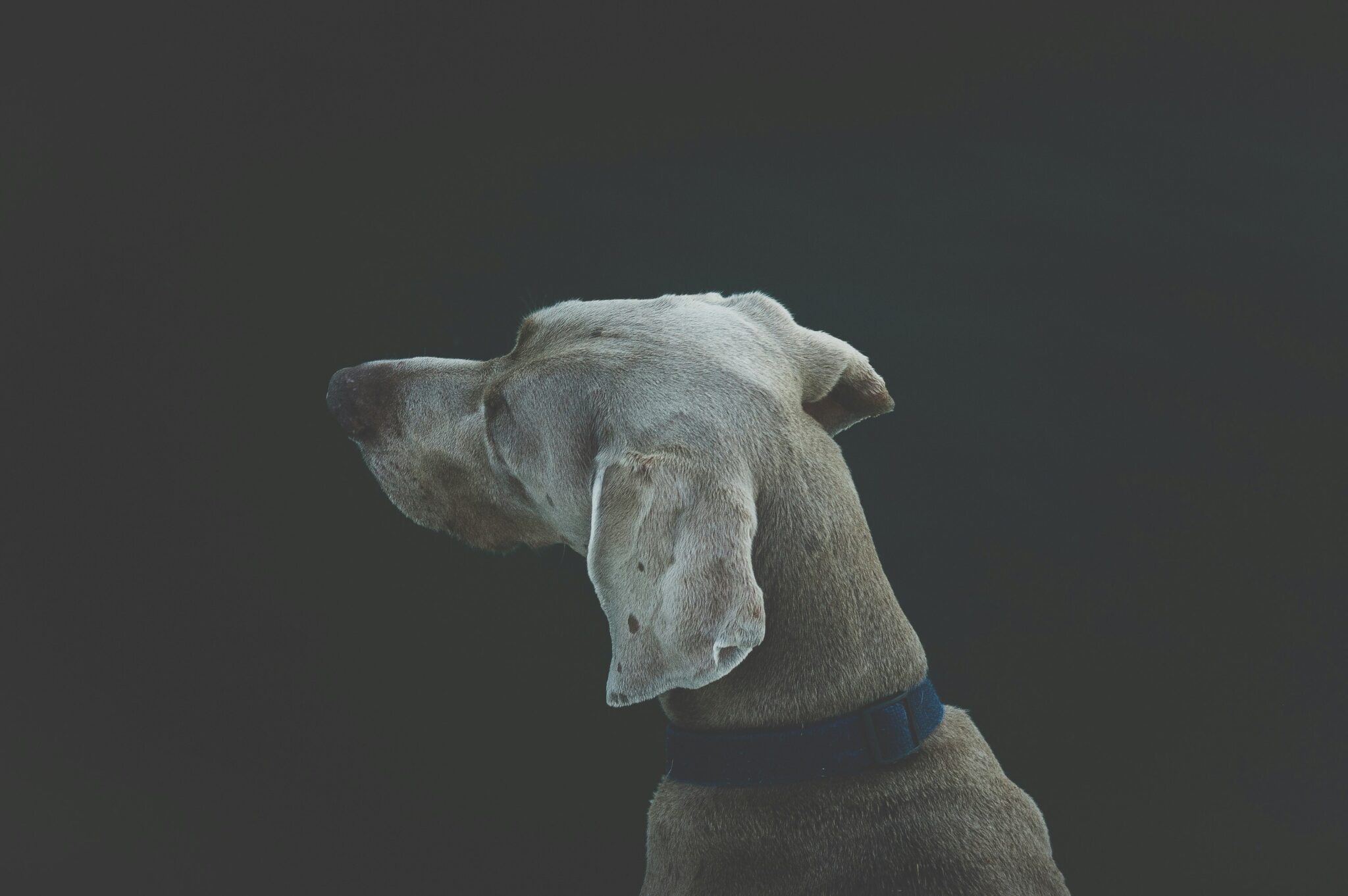 Dog on a dark background